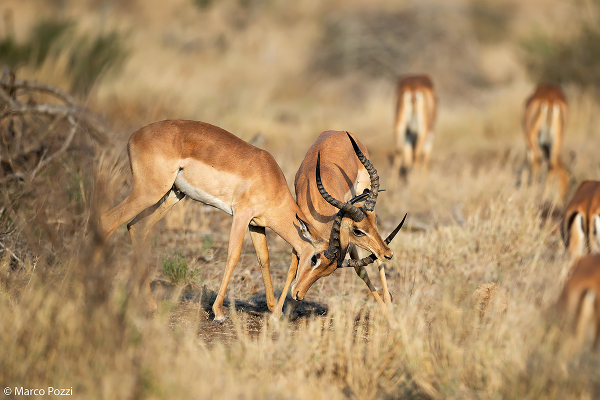 Impalas