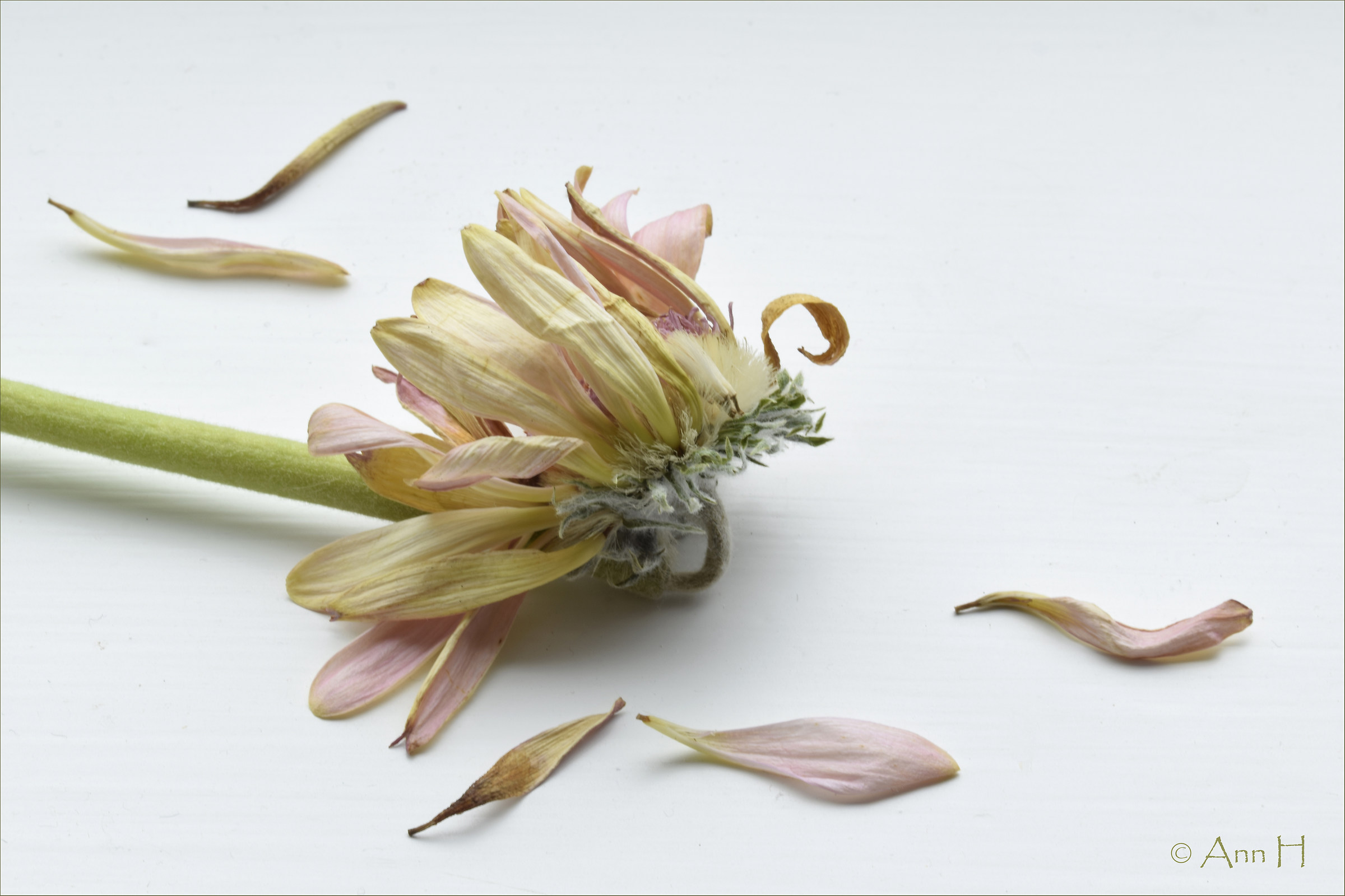 Dissolvenza Bellezza