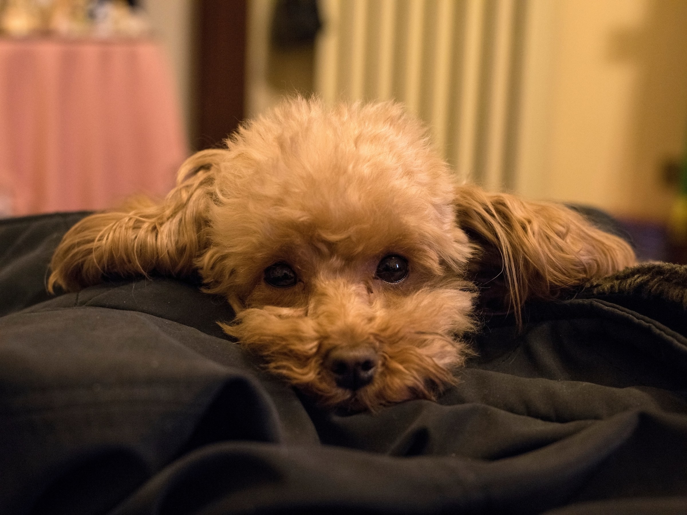 Susy 12800 iso luce artificiale