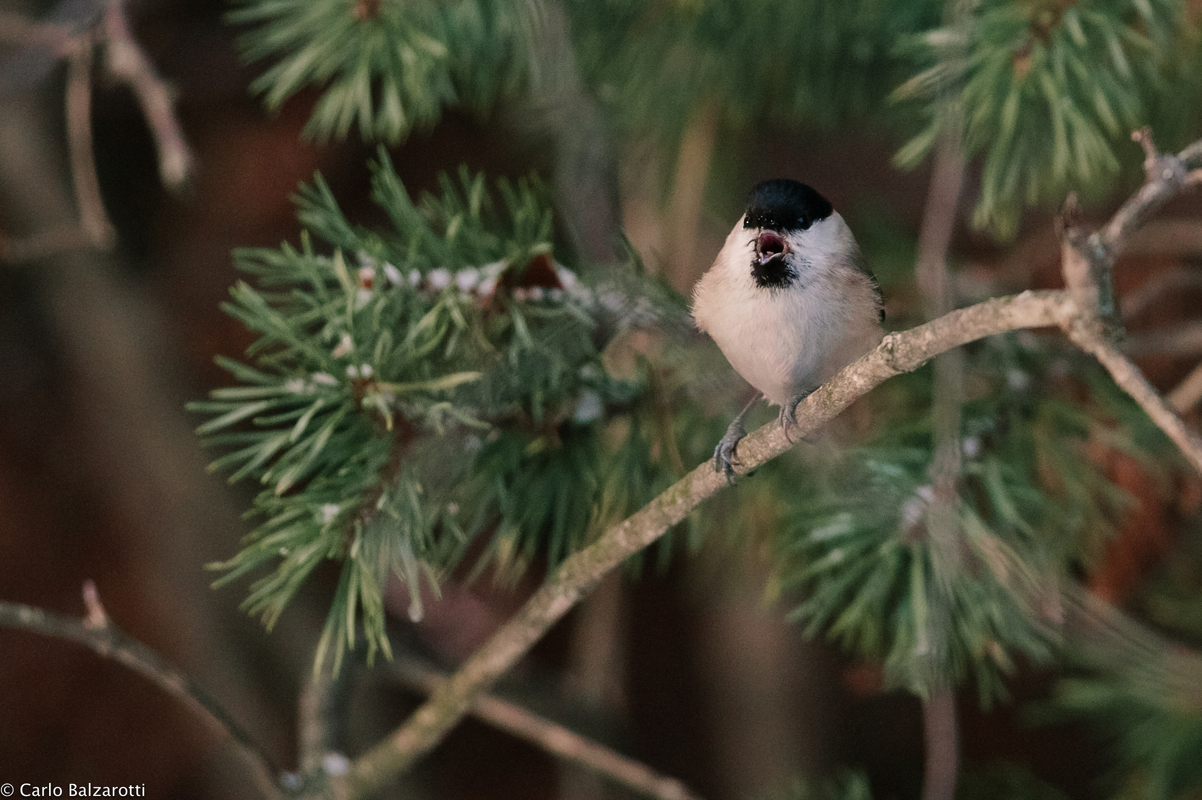 the song of tit alpine