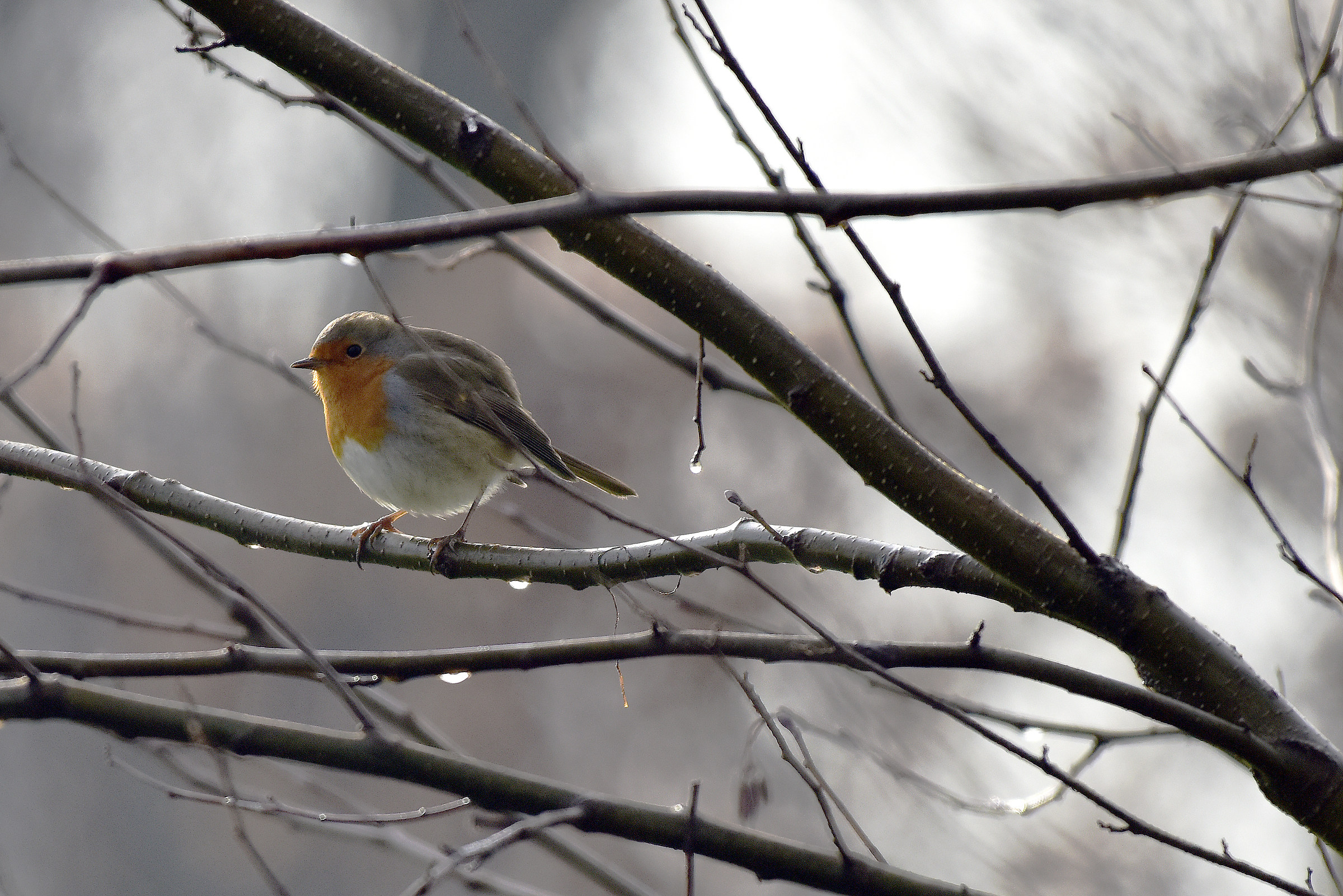 Pronto per spiccare il volo