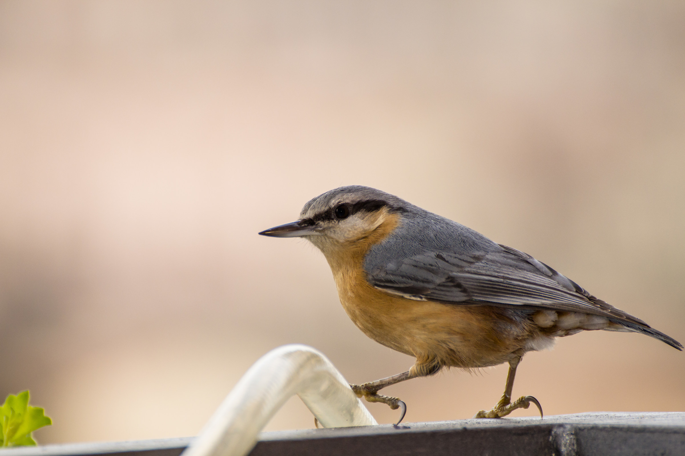 Nuthatch