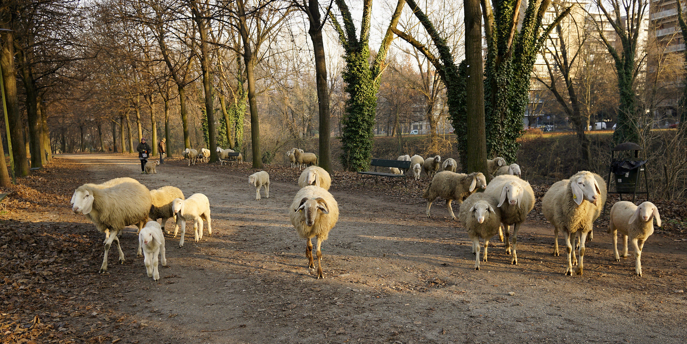 Sheep at Colletta ... more sheep than people!