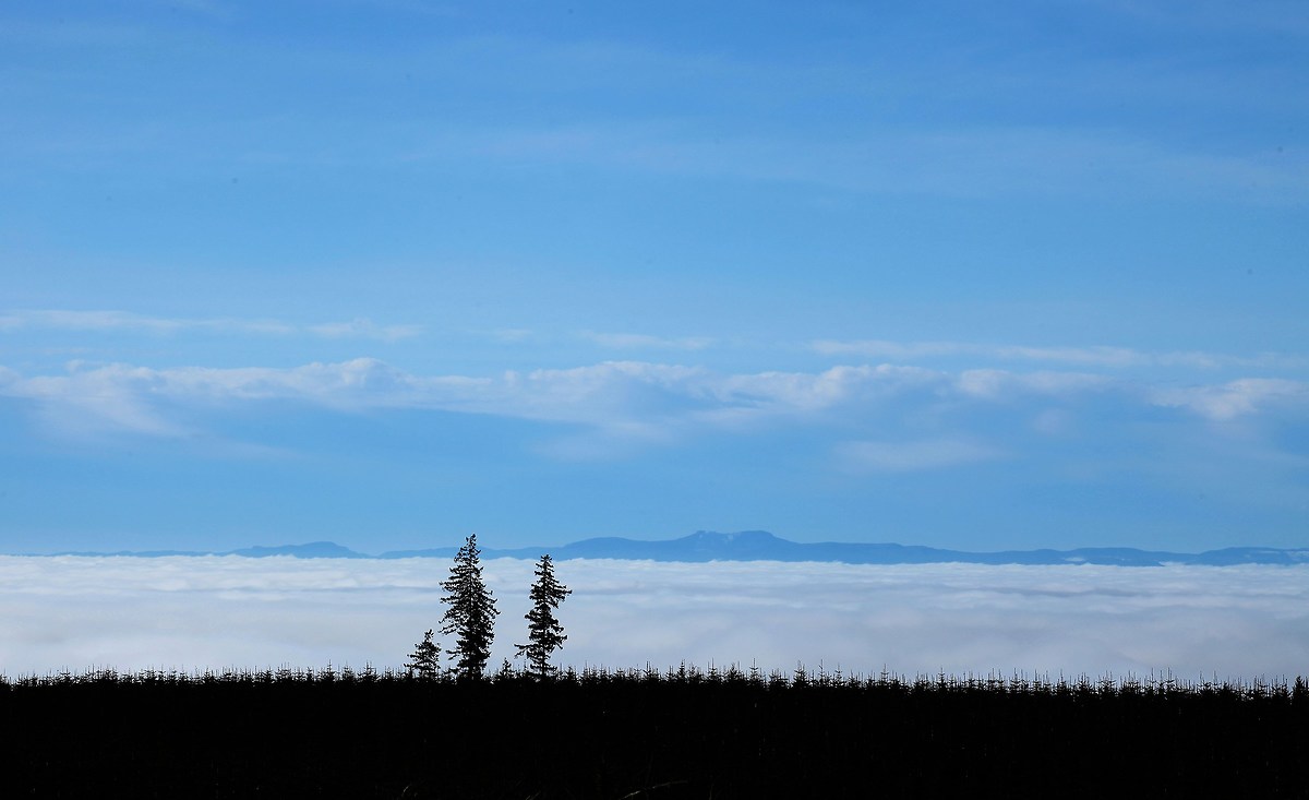 Sentinals Over the Fog