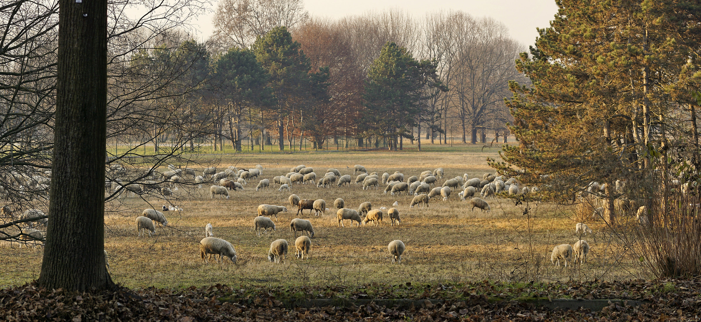 Di sera contiamo le pecorelle...