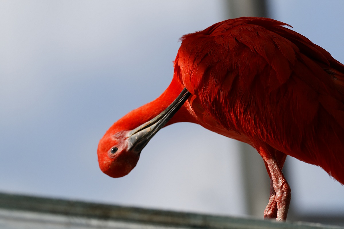 Ibis Rosso