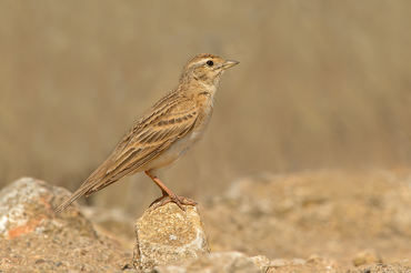 Calandrella brachydactyla