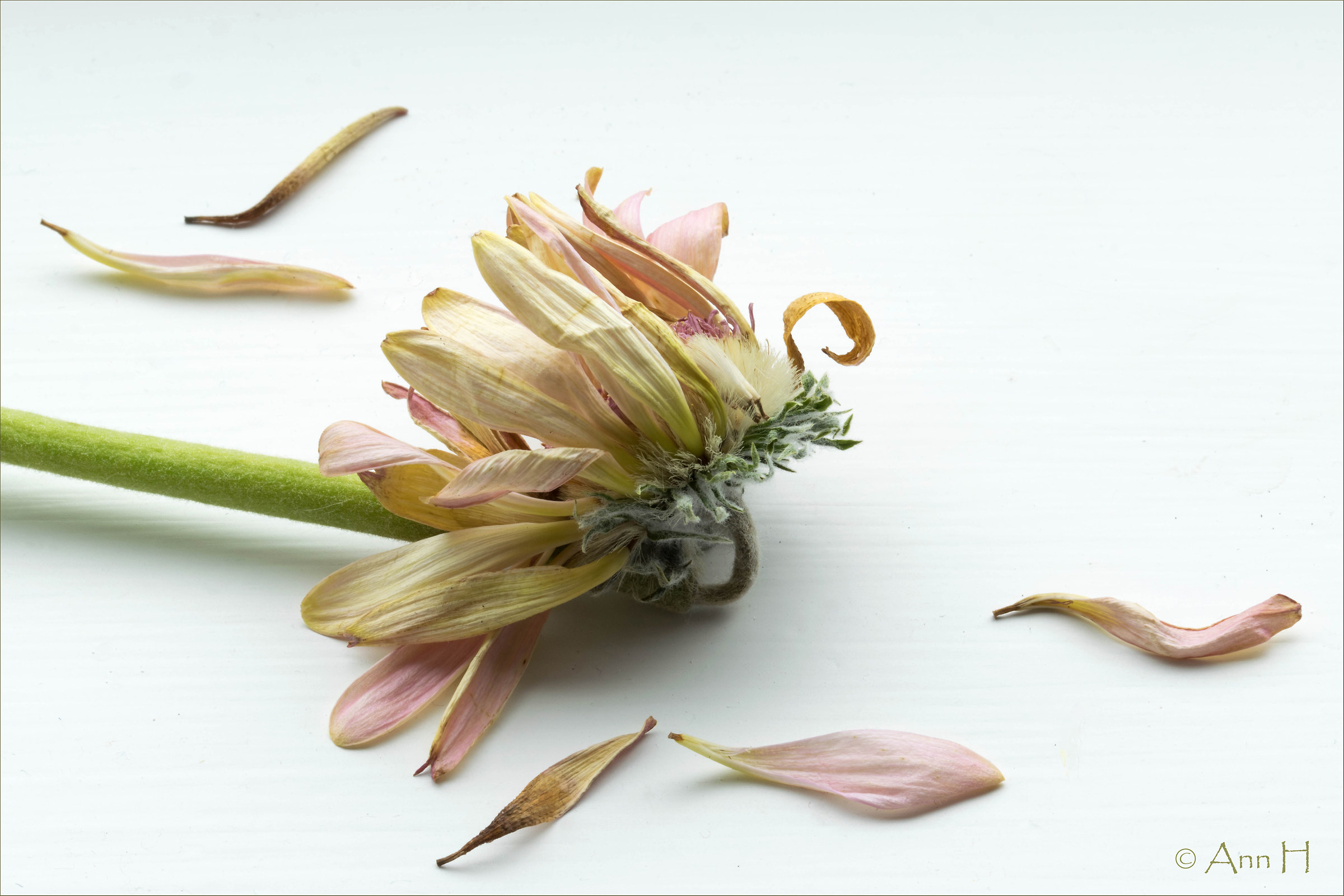 Dissolvenza Bellezza (Take Two!)