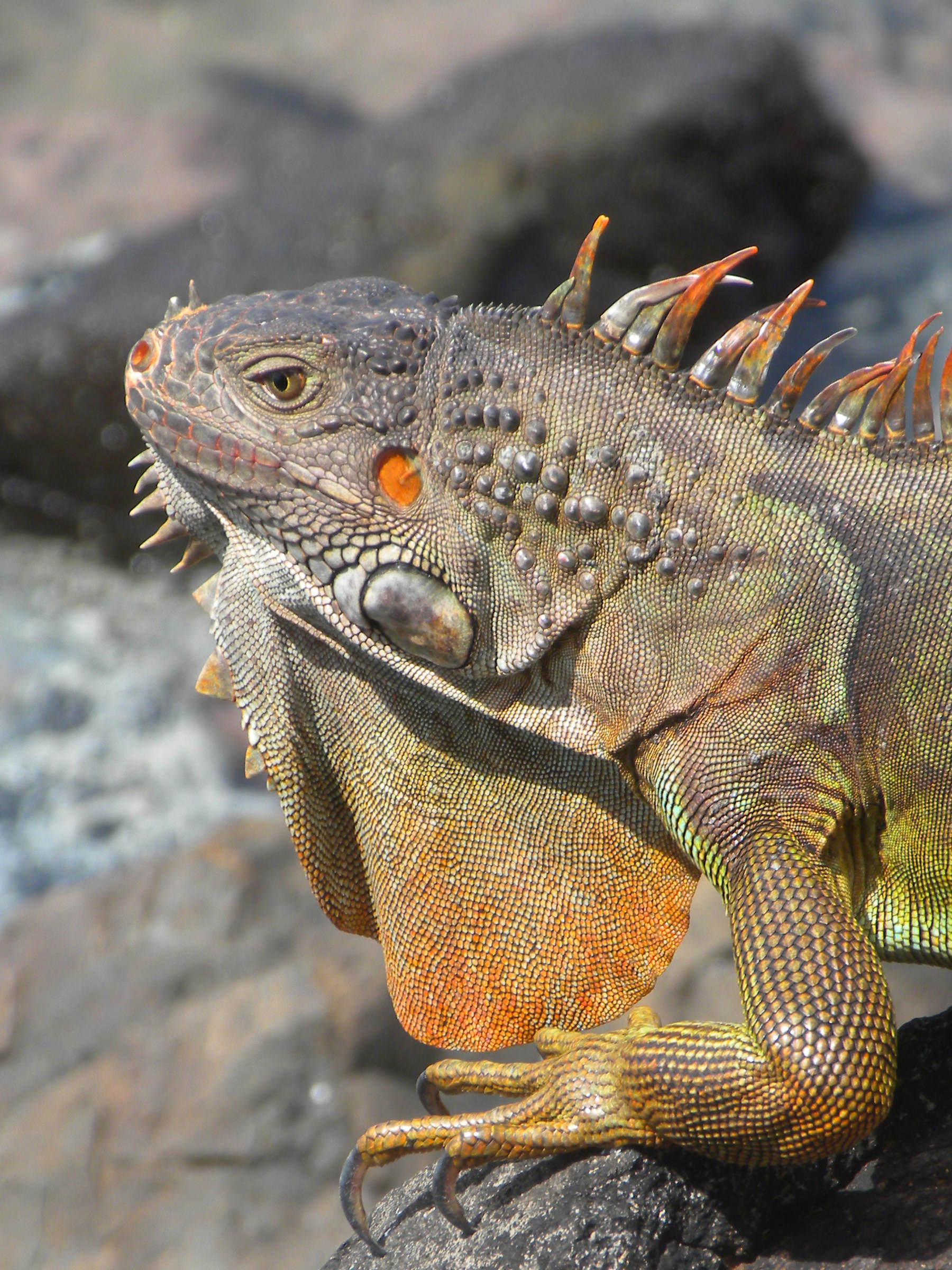 from prehistory colors