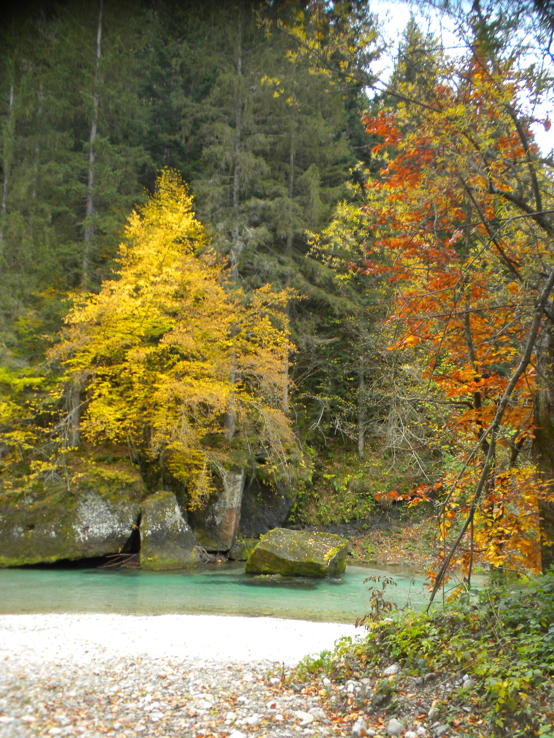 The curve of grayling