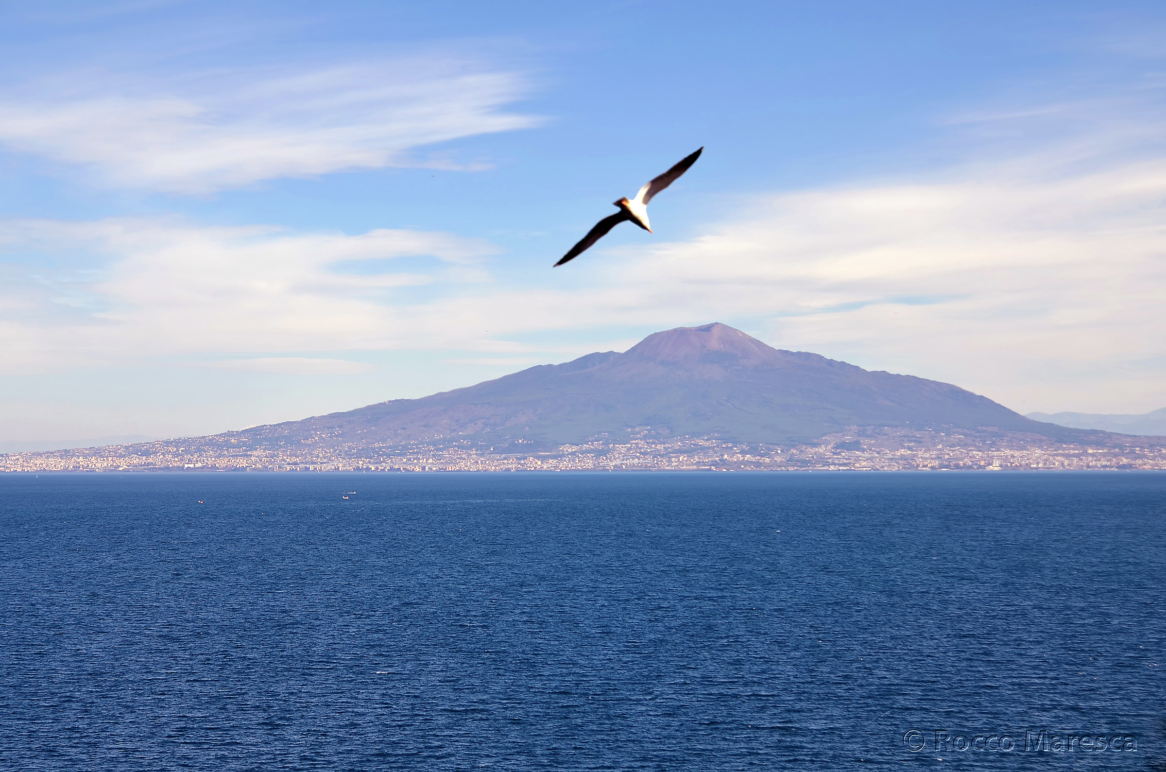 Un gabbiano....per caso