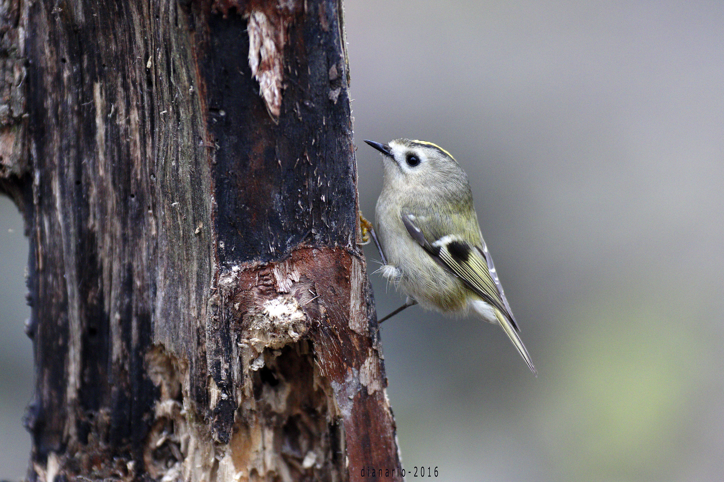 Regolo in bosco di pianura