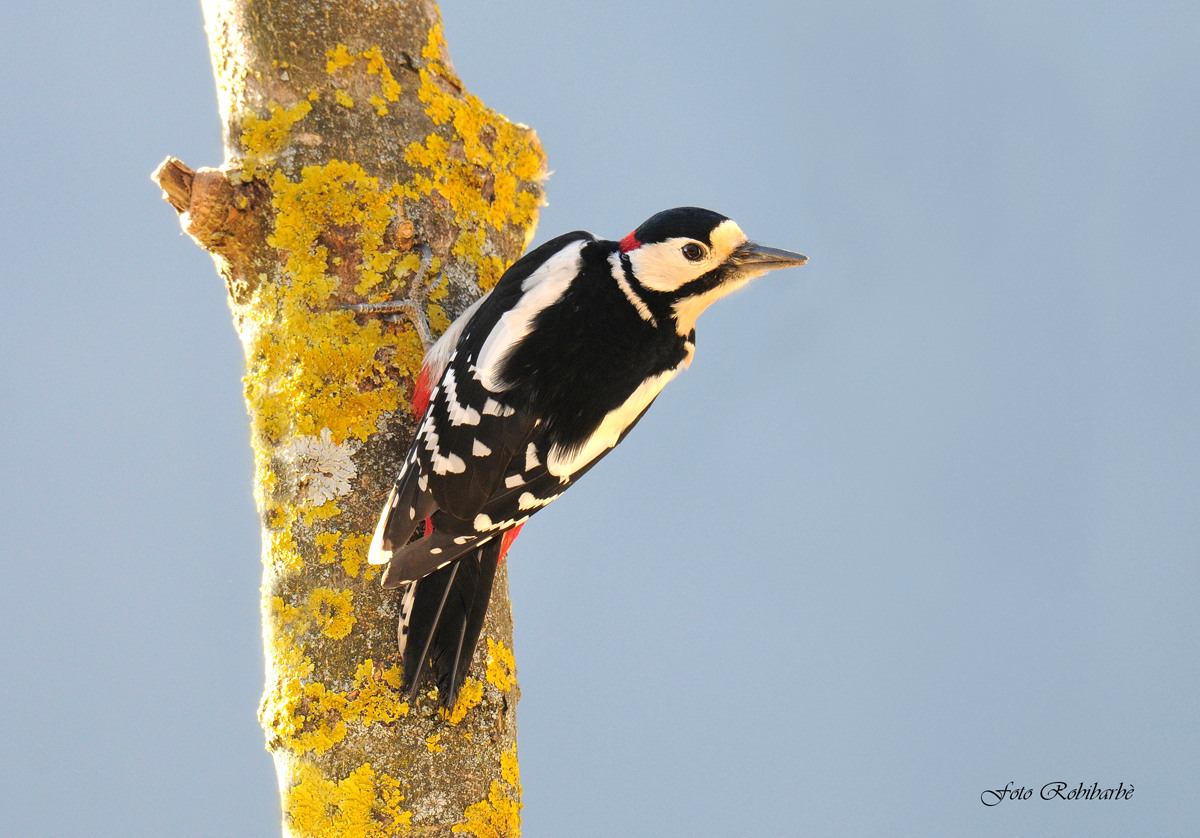 Picchio rosso maggiore...