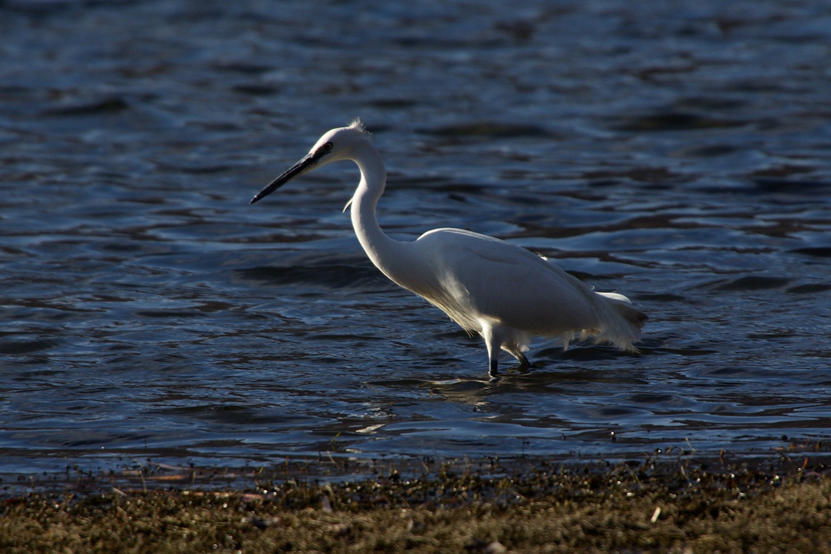 Egretta Garzetta