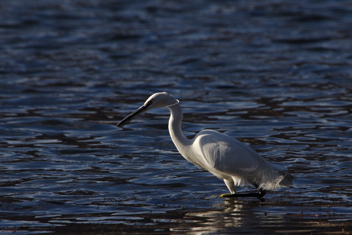 Little Egret Egretta