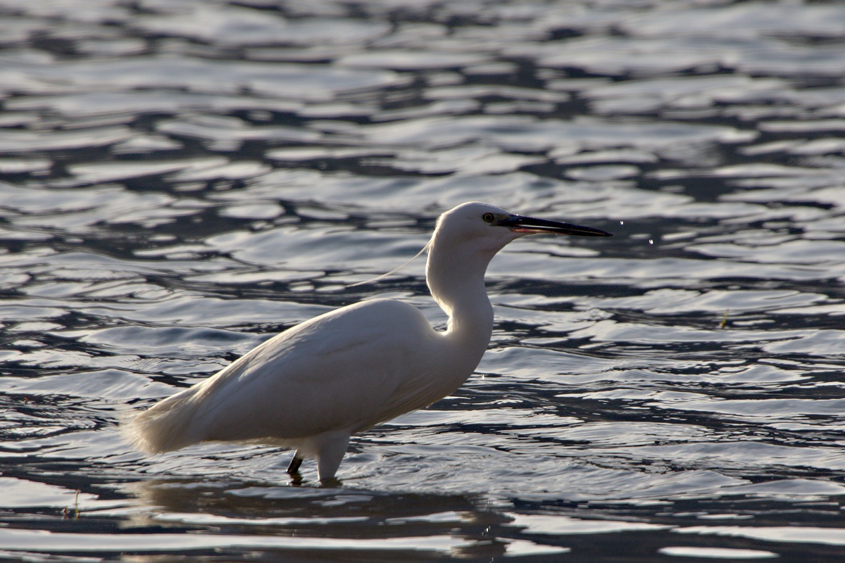 Egretta Garzetta