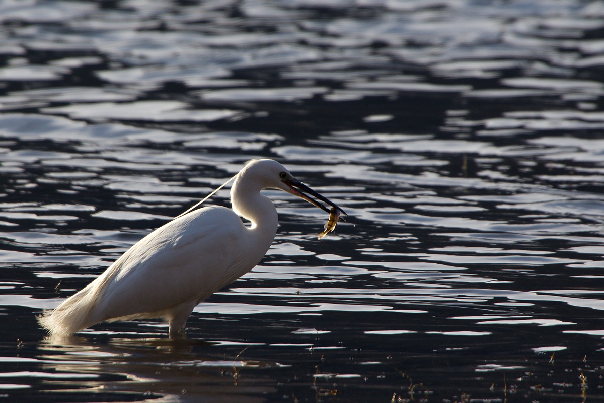 Egretta Garzetta