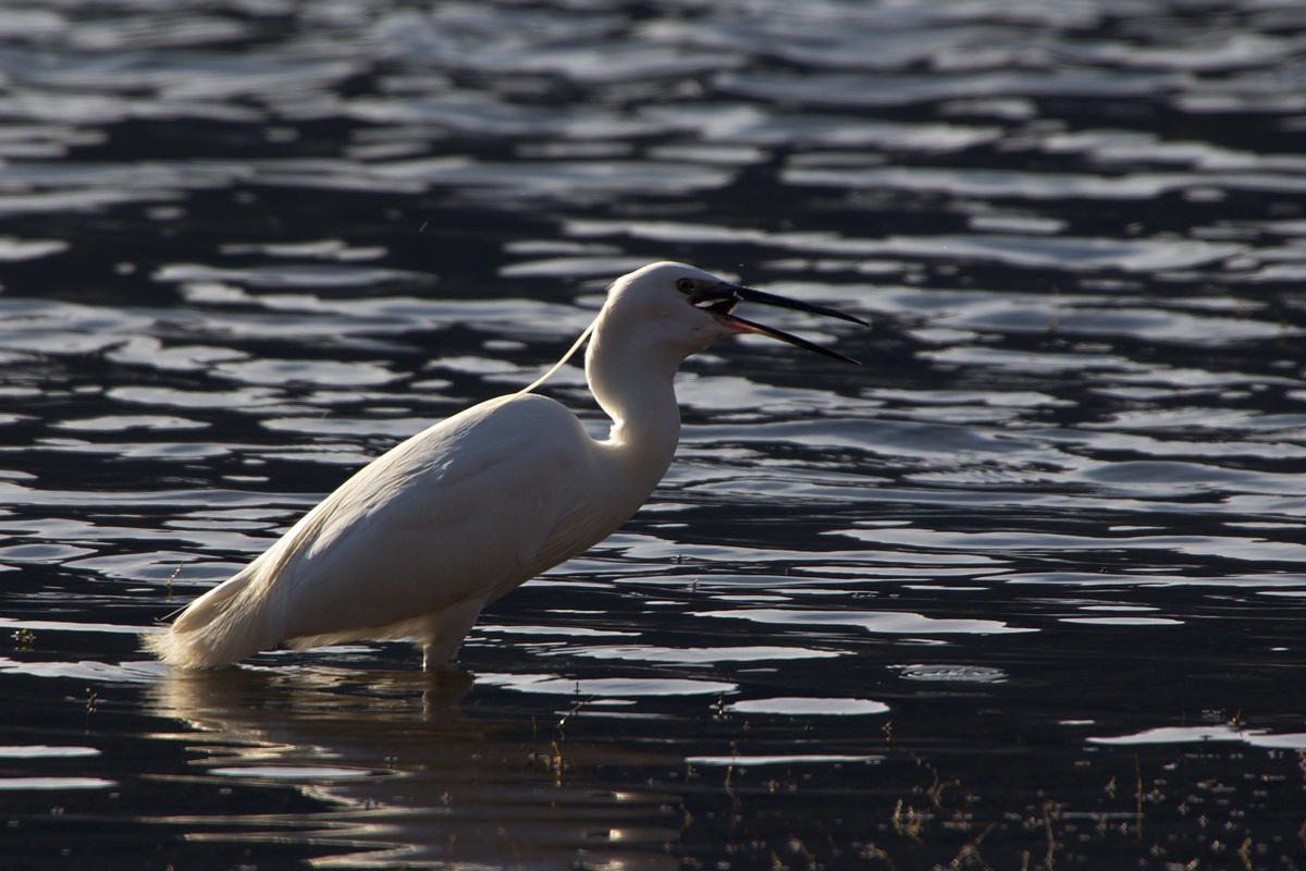 Egretta Garzetta