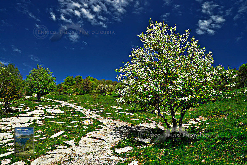 the tree along the path up to the mountain
