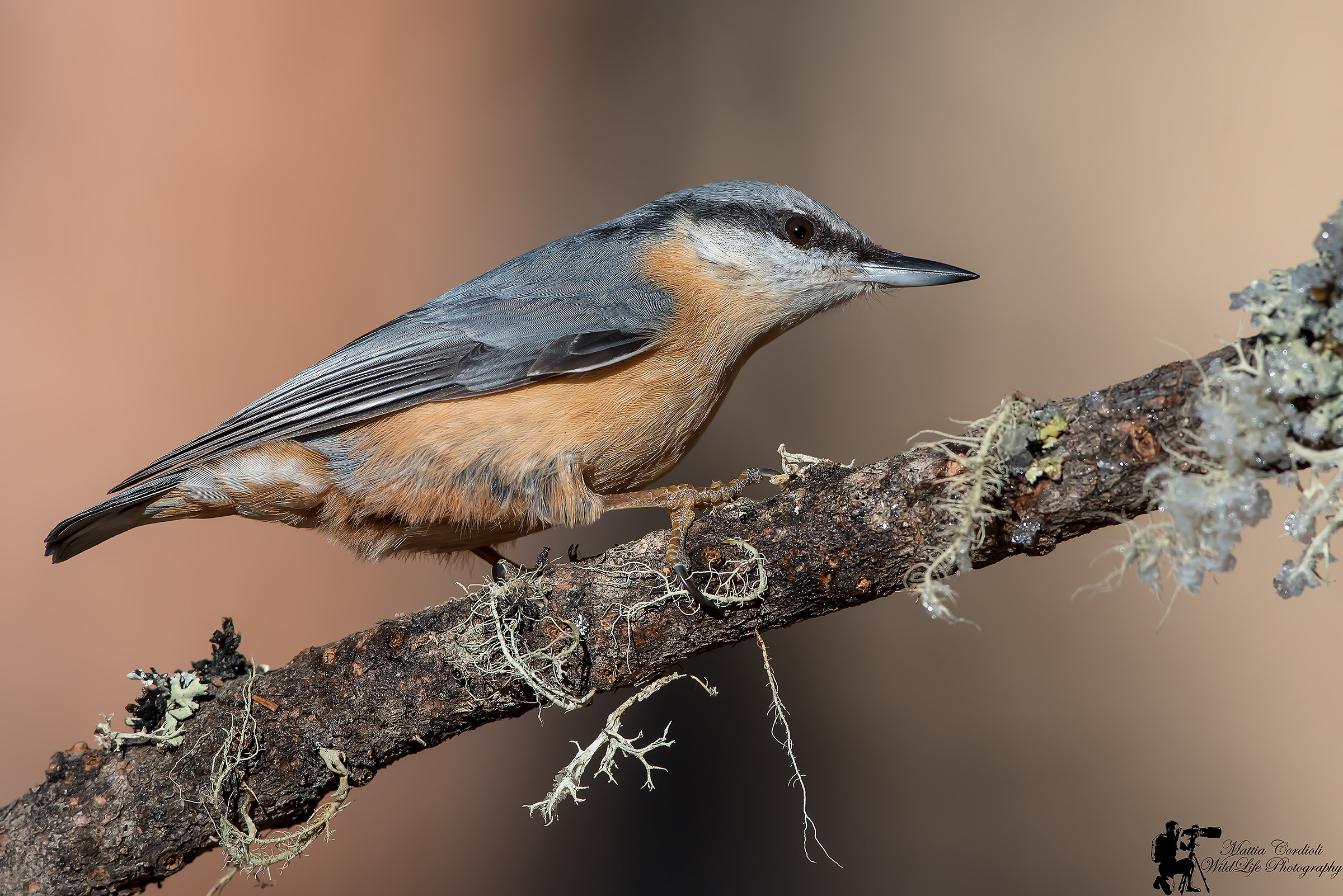 nuthatch