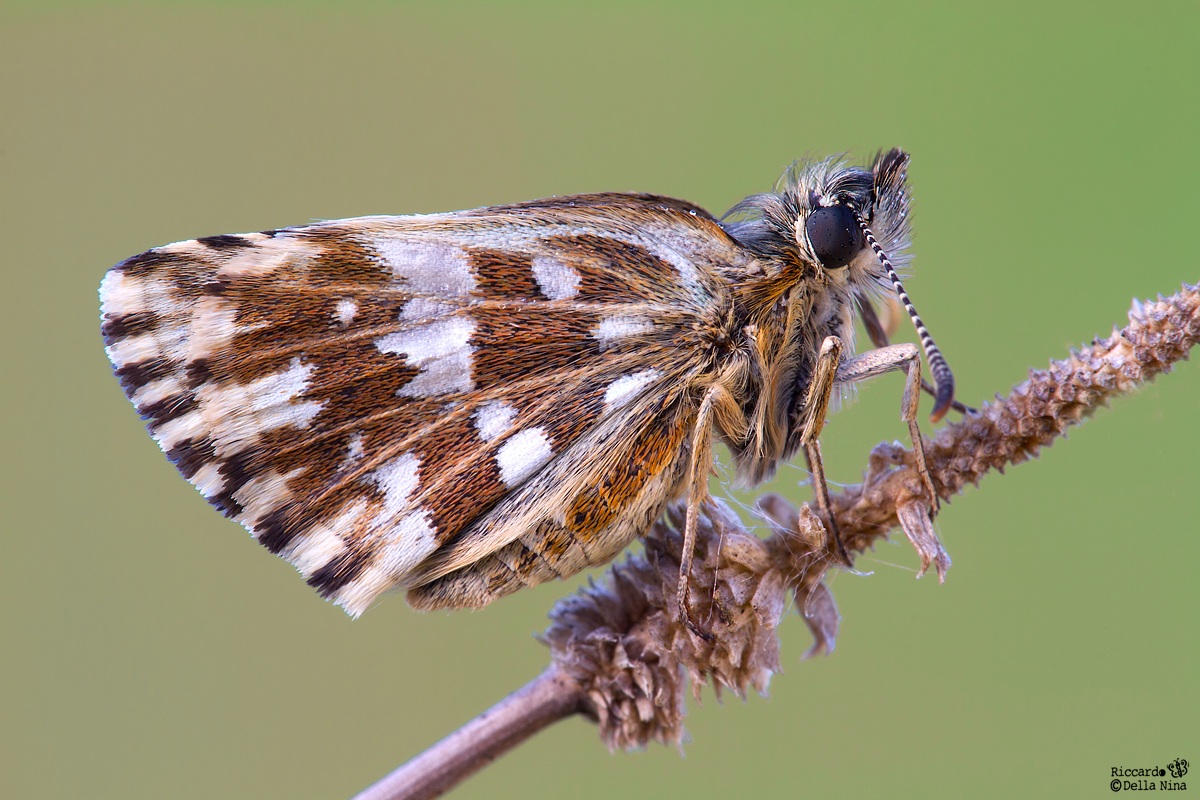 Pyrgus malvae - Linnaeus 1758