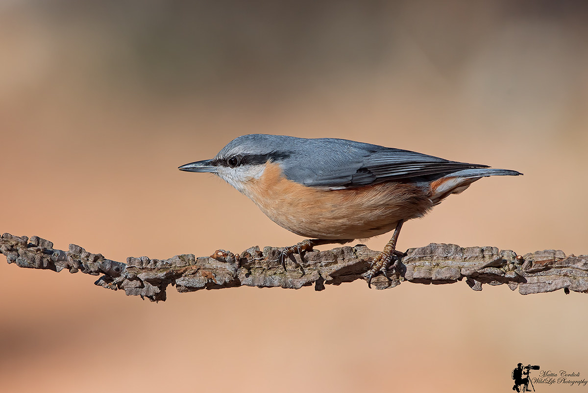 nuthatch