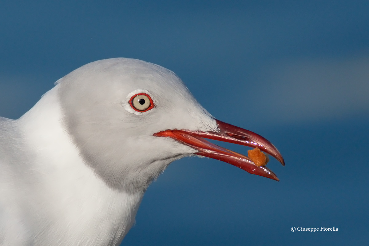 The "Grey-headed" with tarallino Puglia