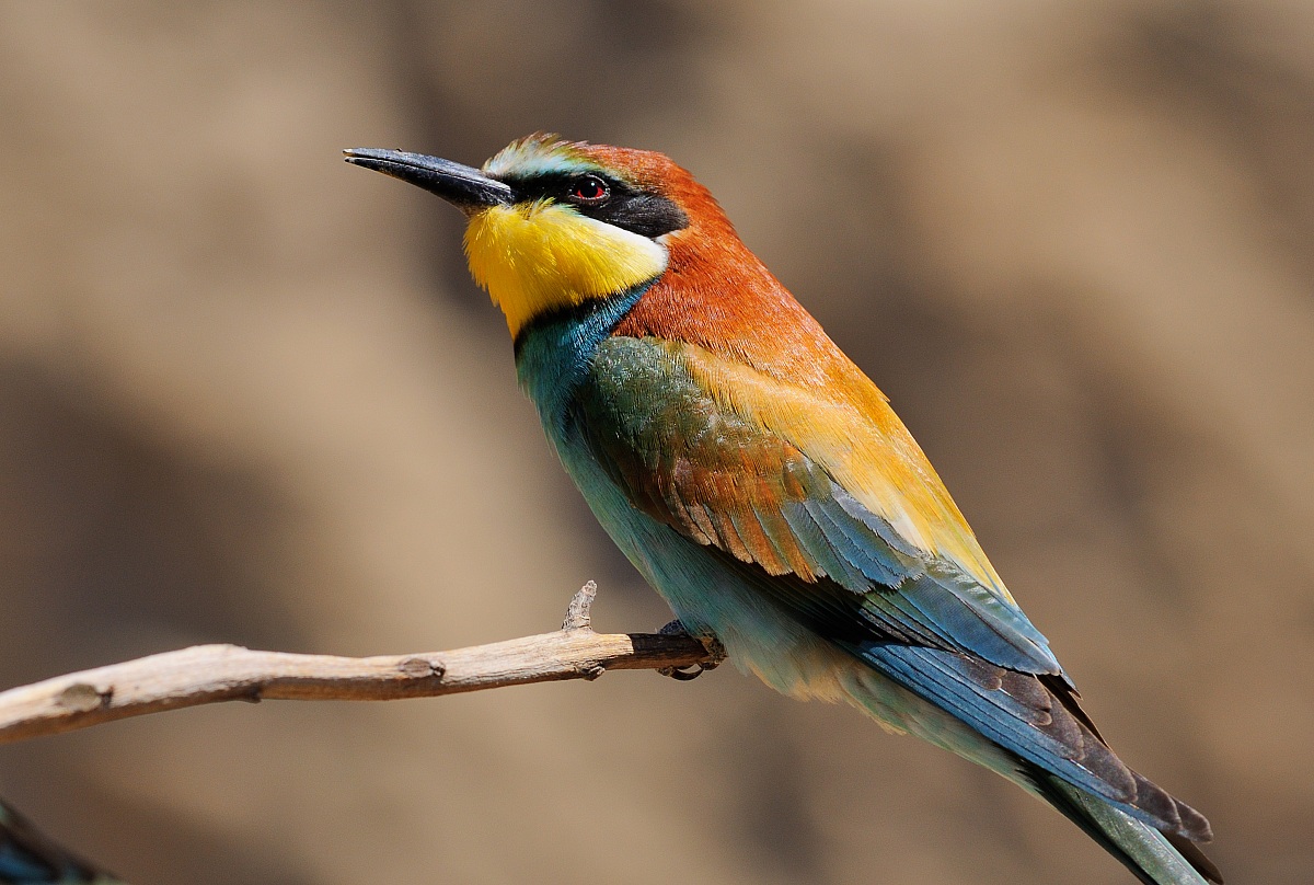 Bee eater ritratto