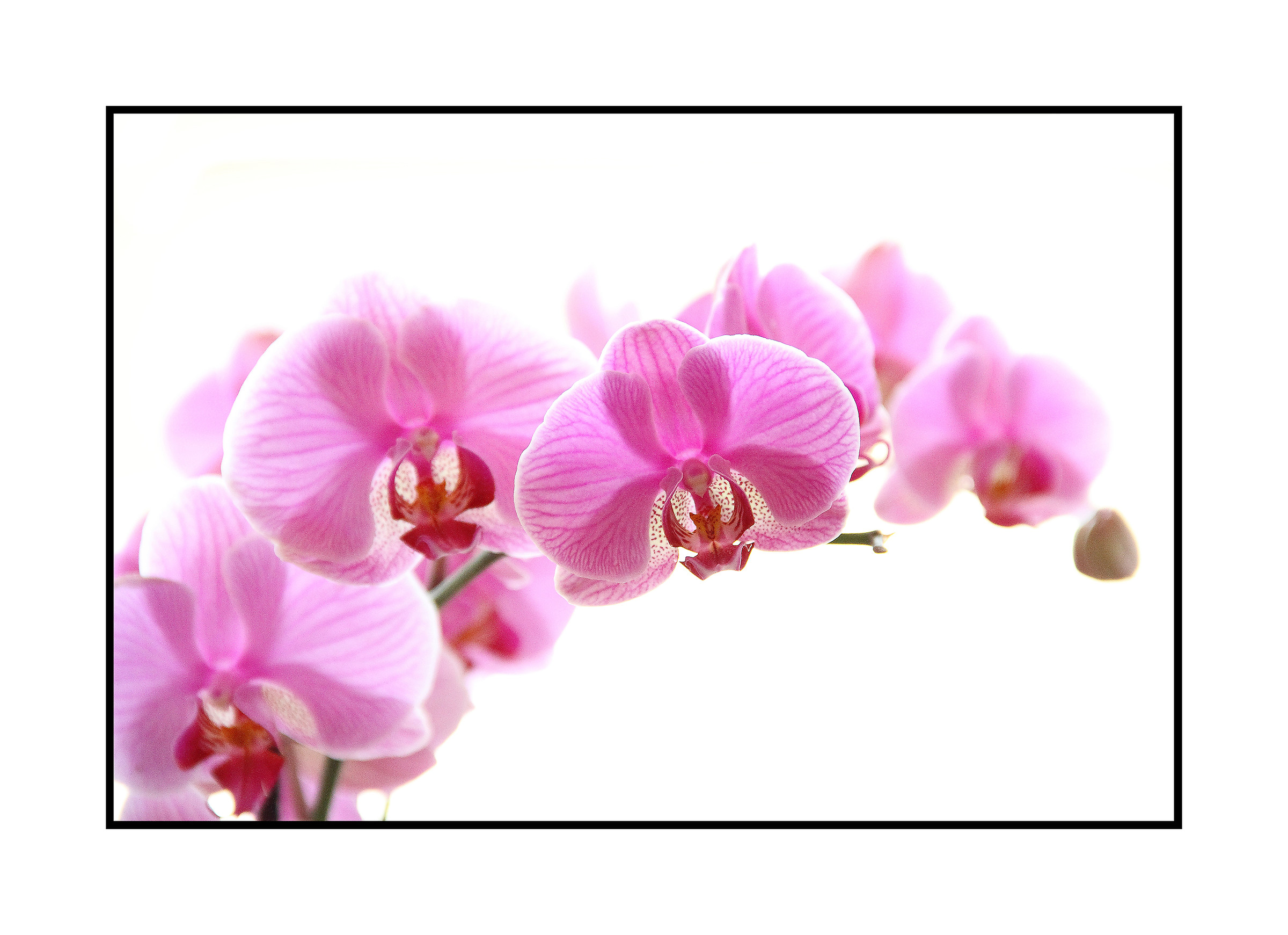 Orchids