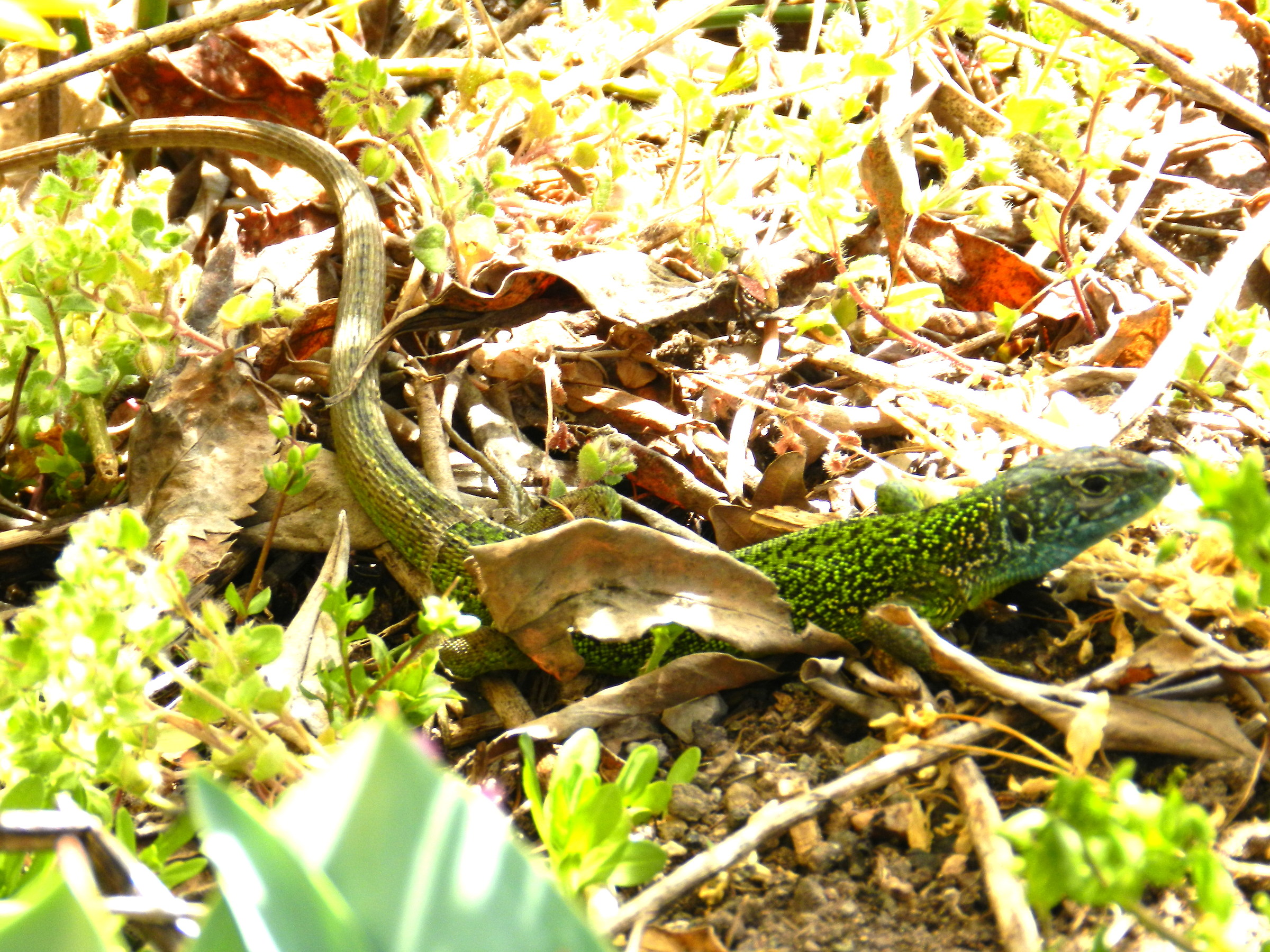 Lacerta bilineata male