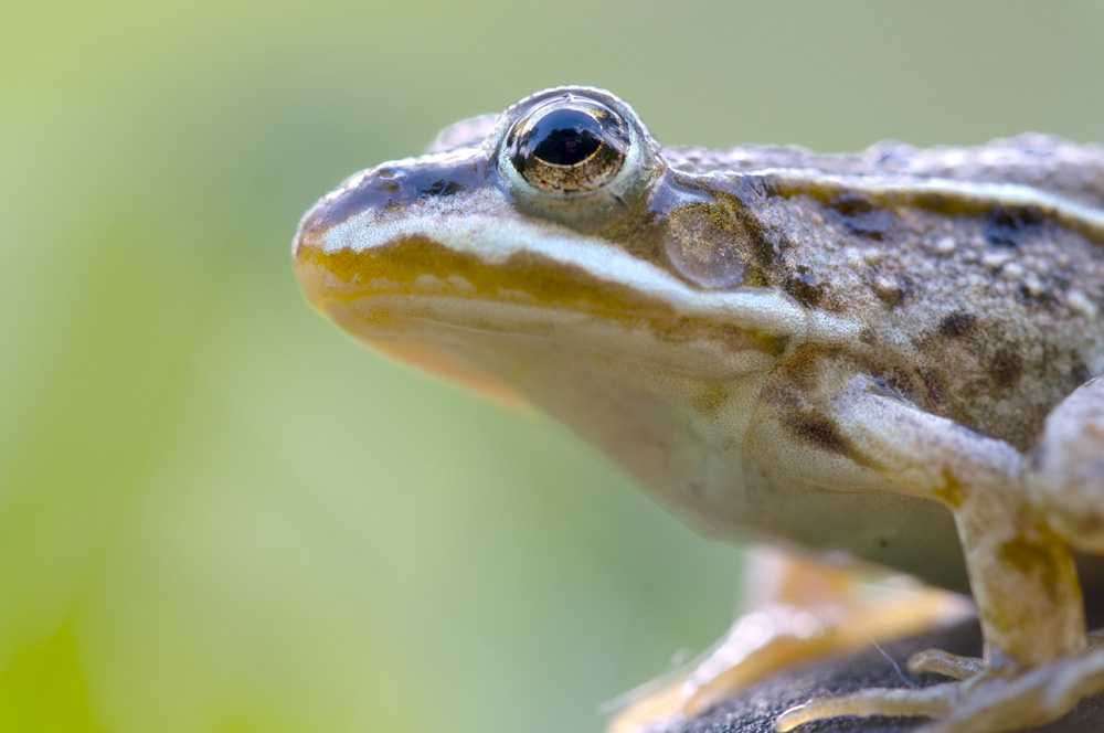 La Rana Verde del Reno