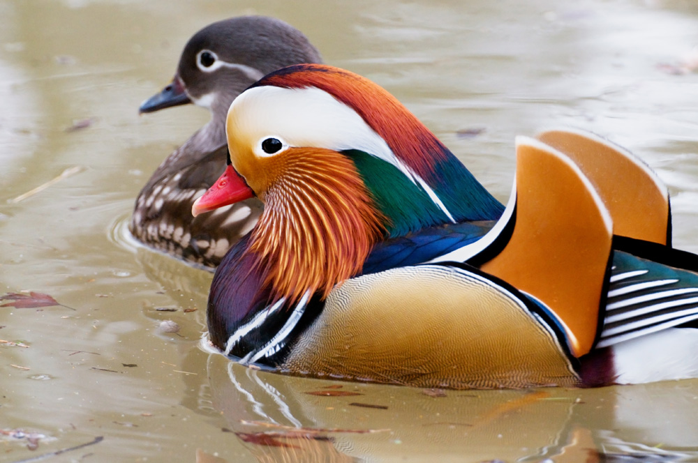 Mandarin Duck