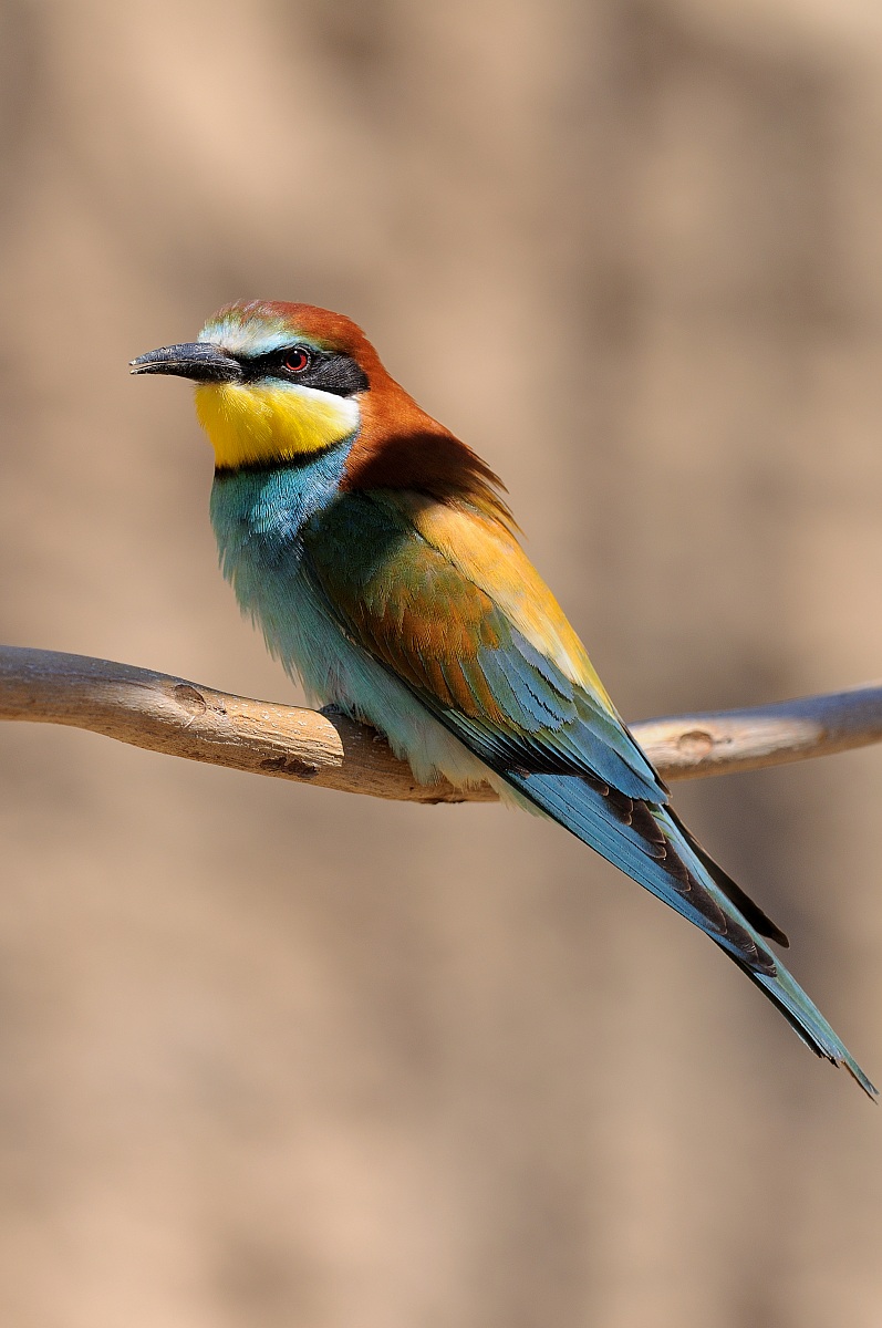 Bee eater