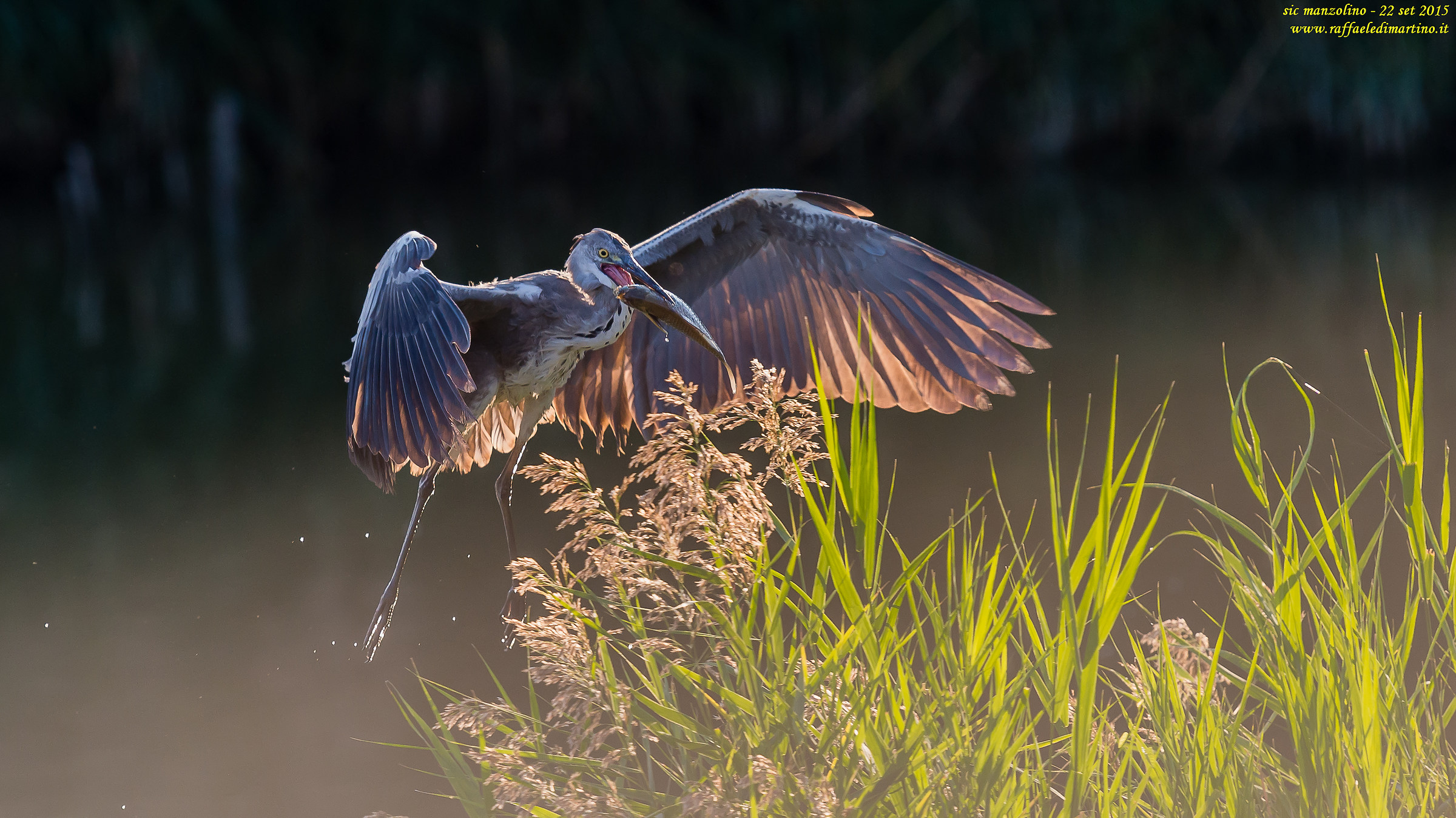 cenerino con preda in controluce