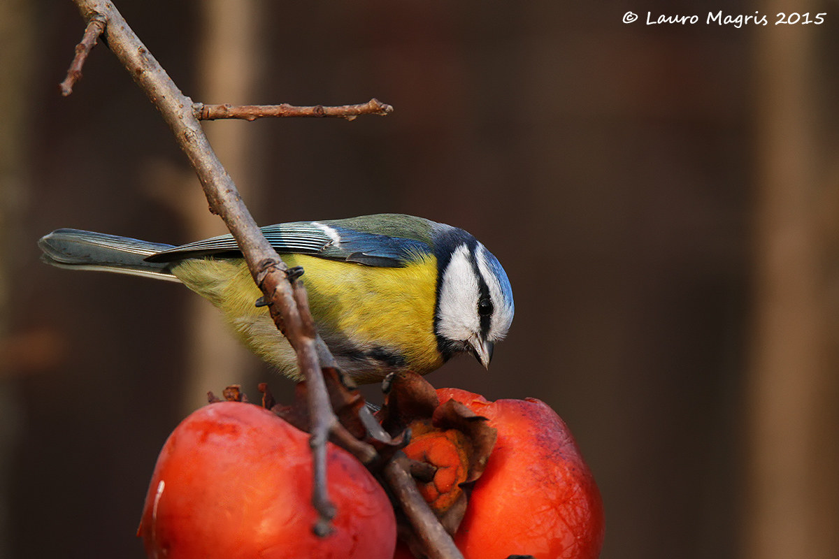 The blue tit and the bread of the gods