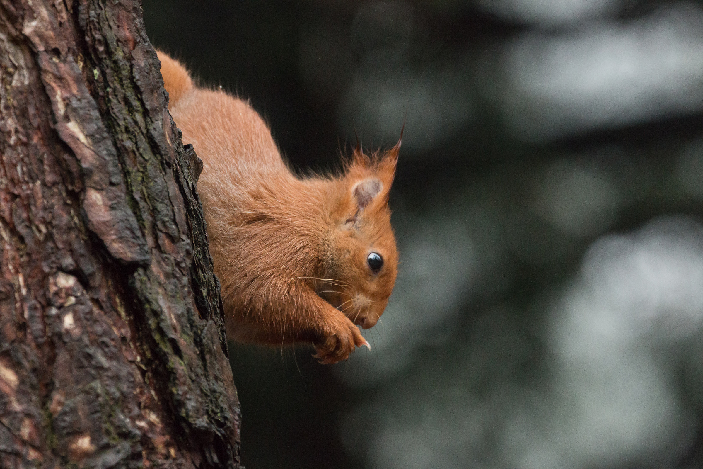 Red Squirrel