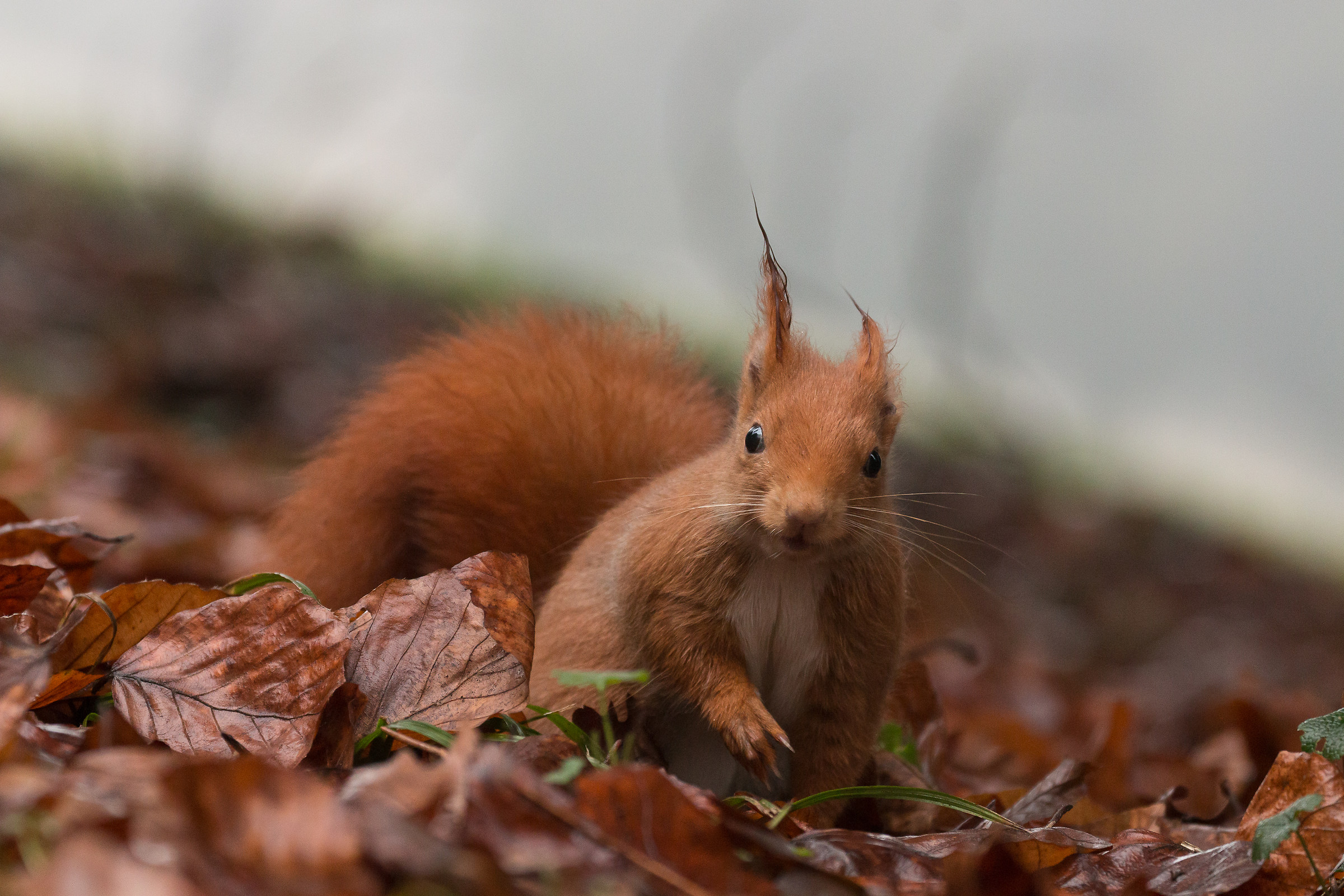Red Squirrel