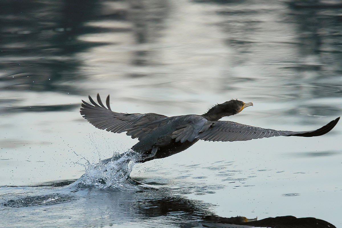 Si parte - Cormorano