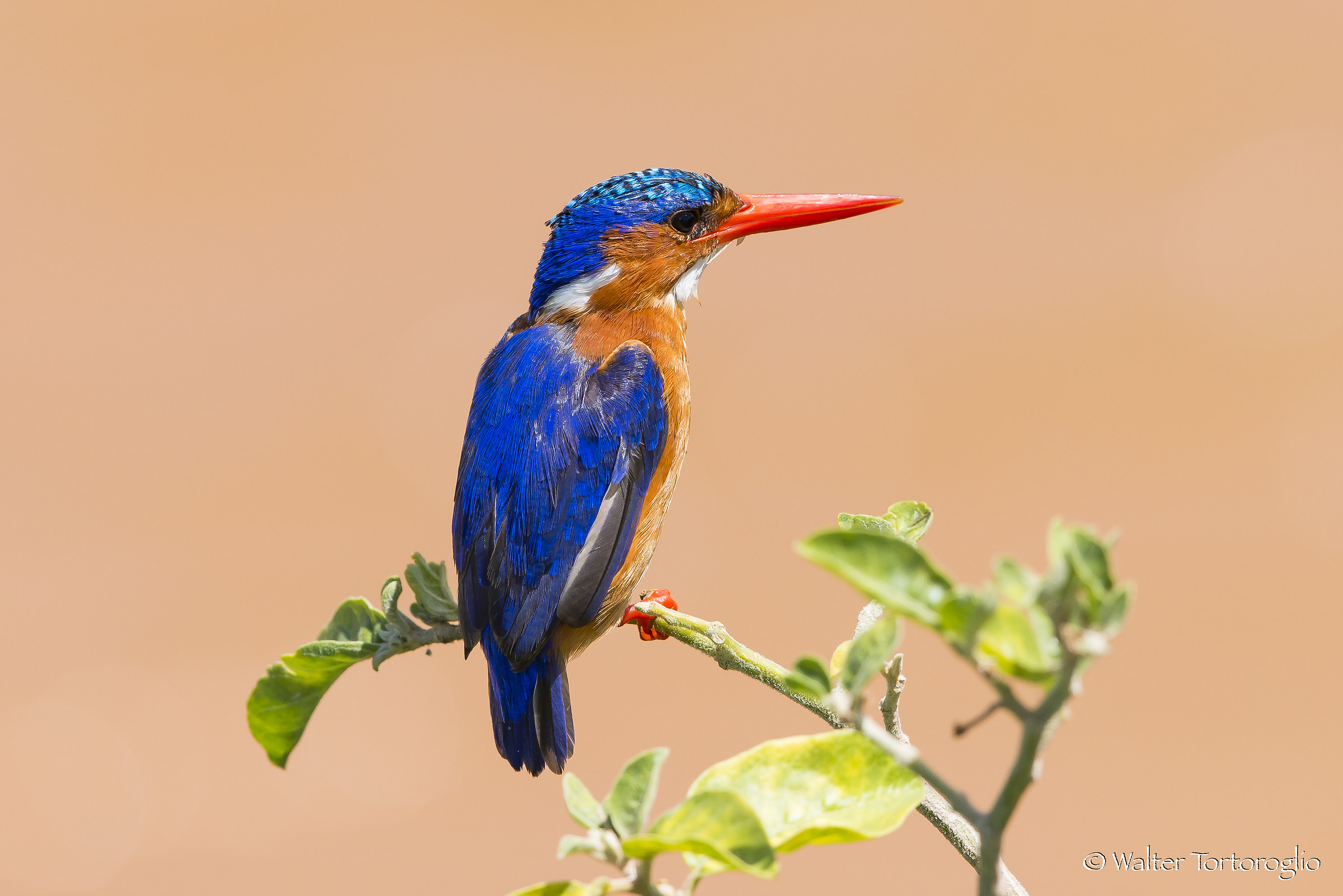 Martin pescatore malachite