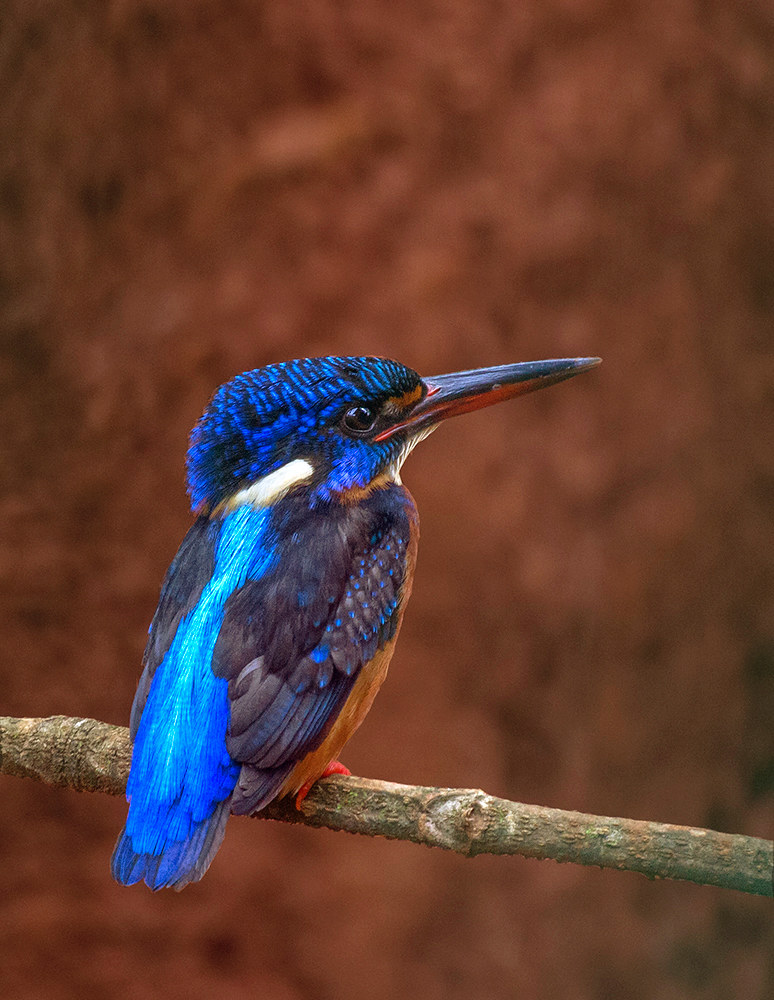 Blue-eared Kingfisher.