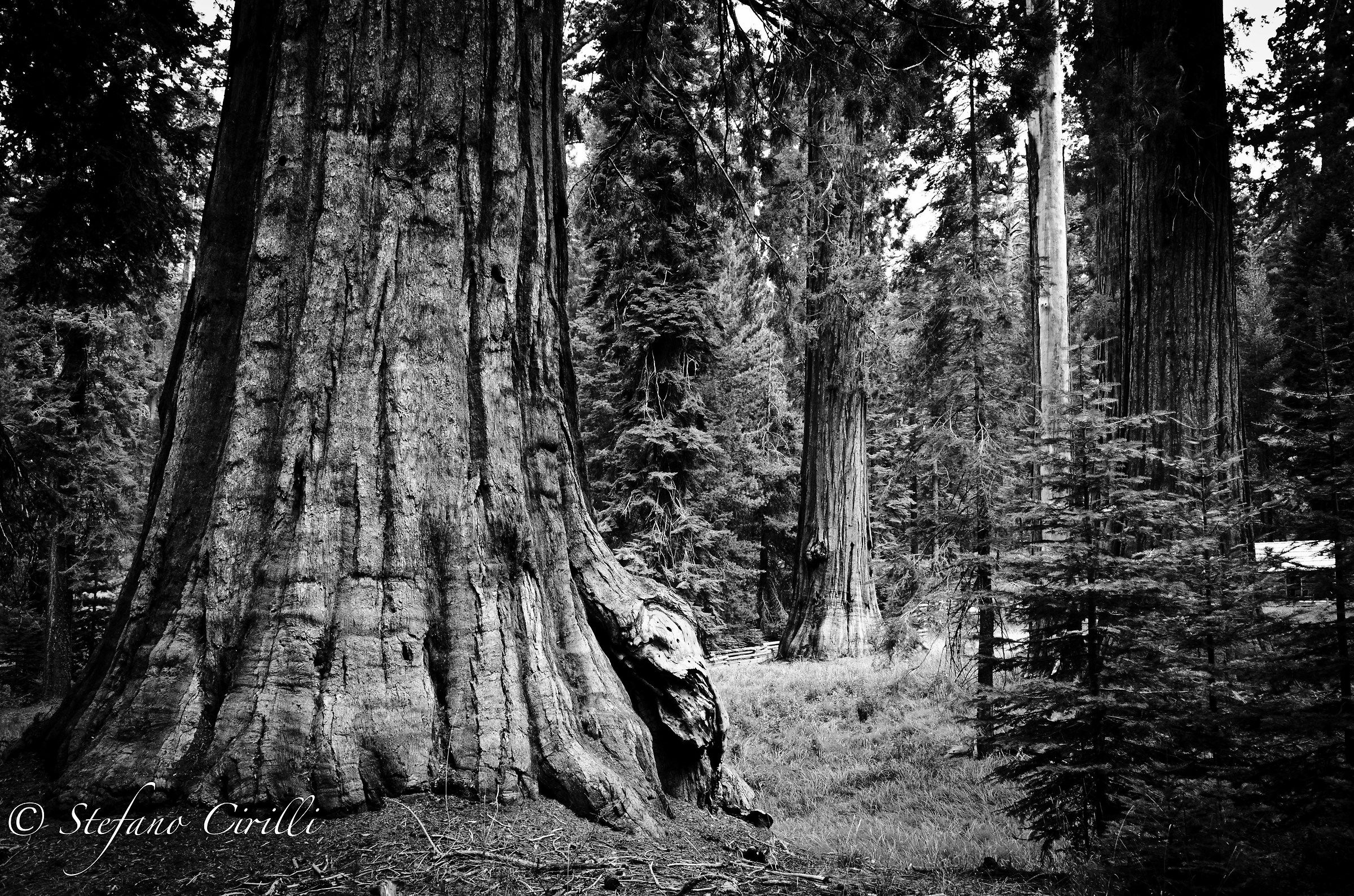 Sequoia - California