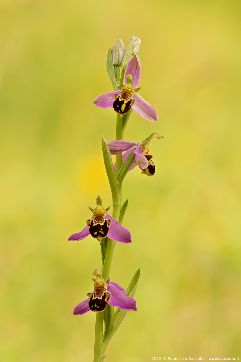 Ophrys apifera Huds., 1762