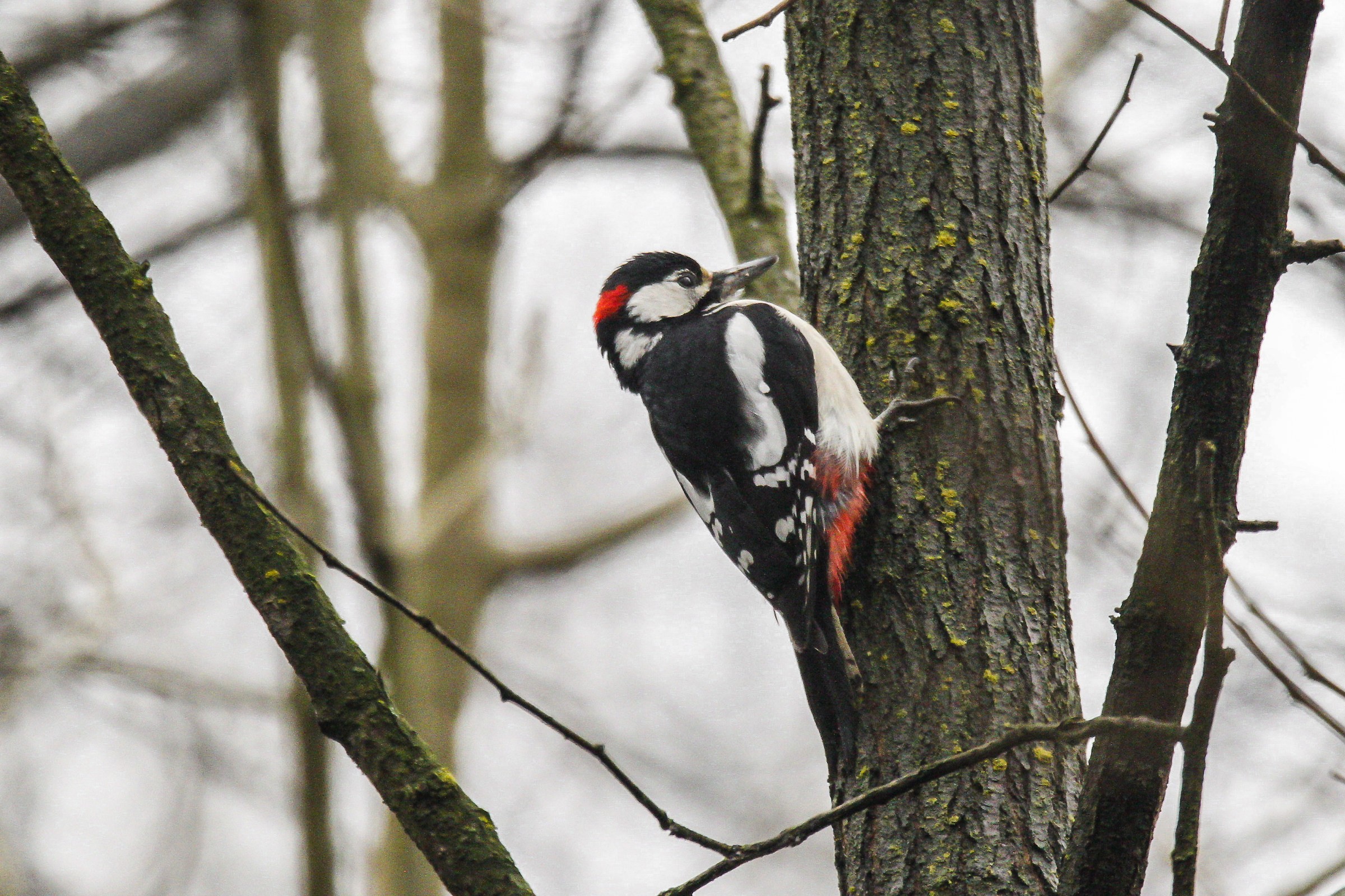 woodpecker