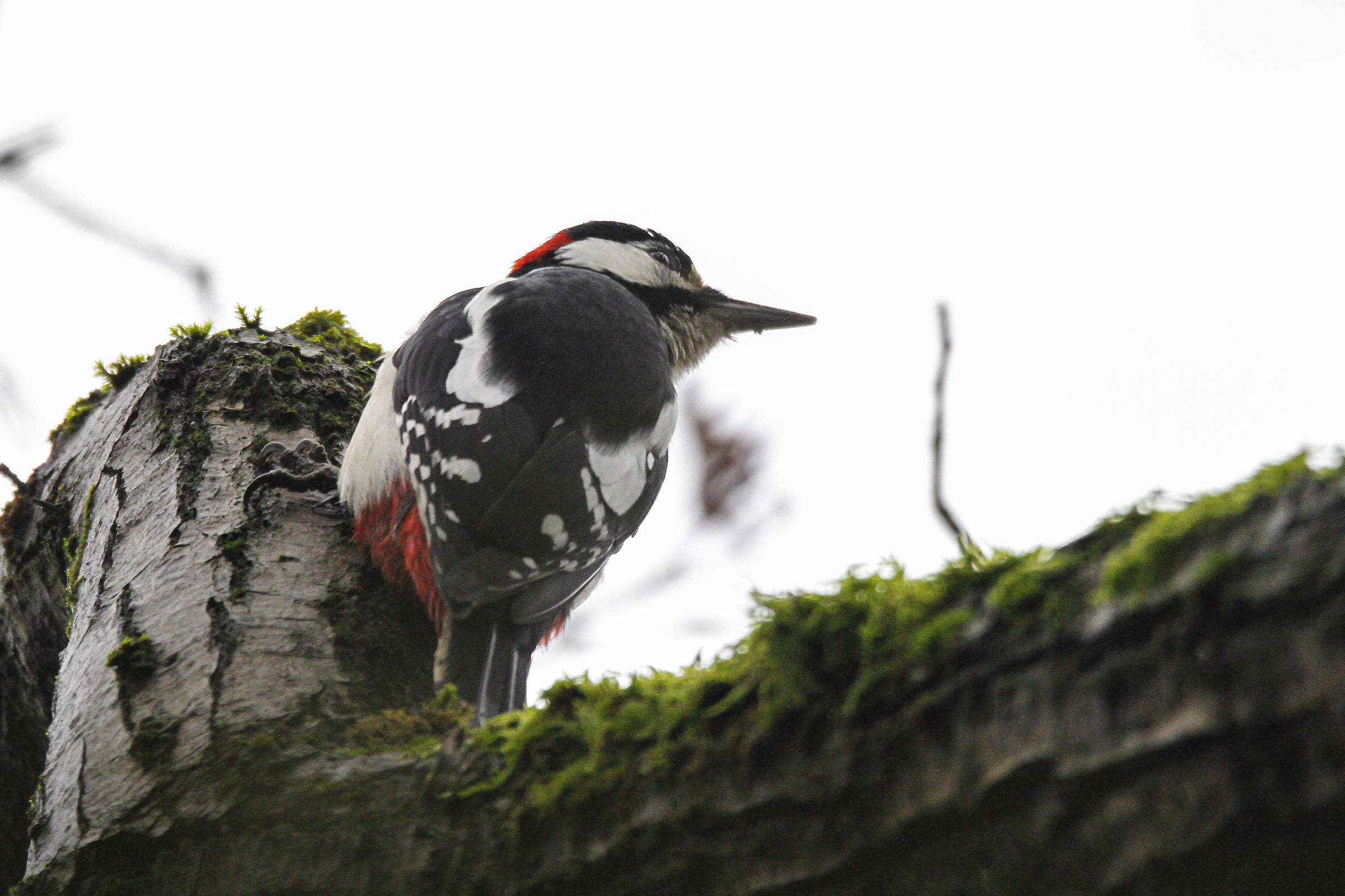 woodpecker
