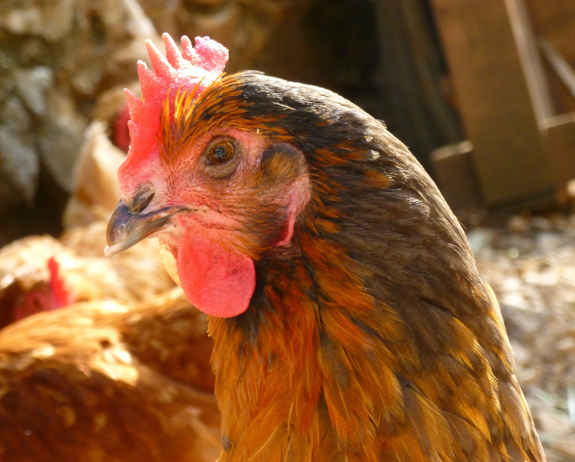 La gallina vanitosa