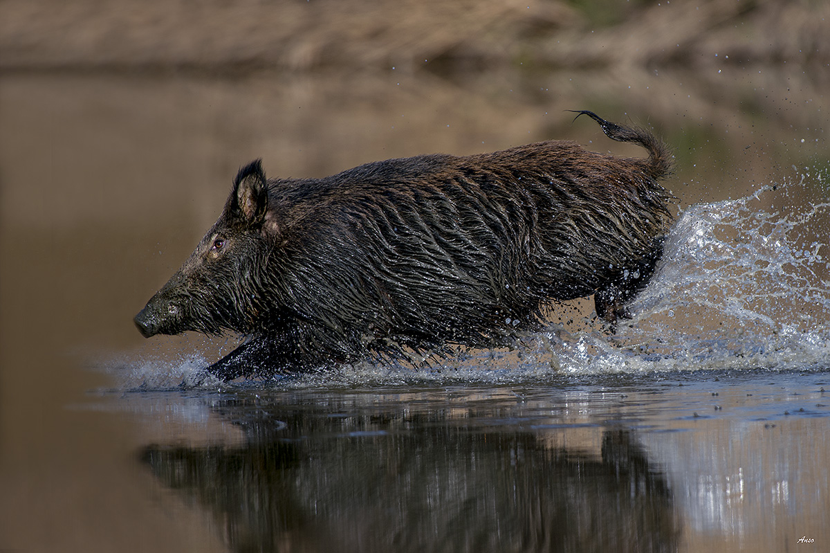 cinghiale il tuffo
