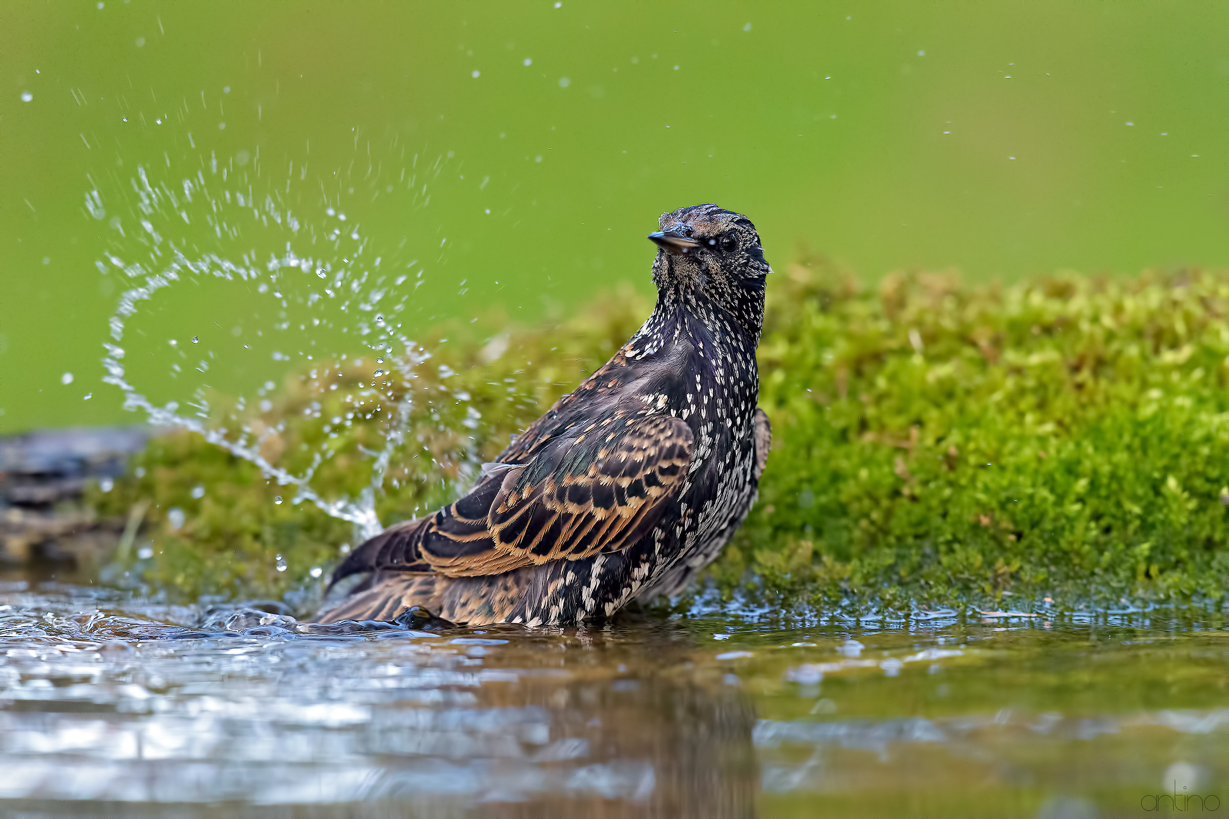 Uno storno innamorato