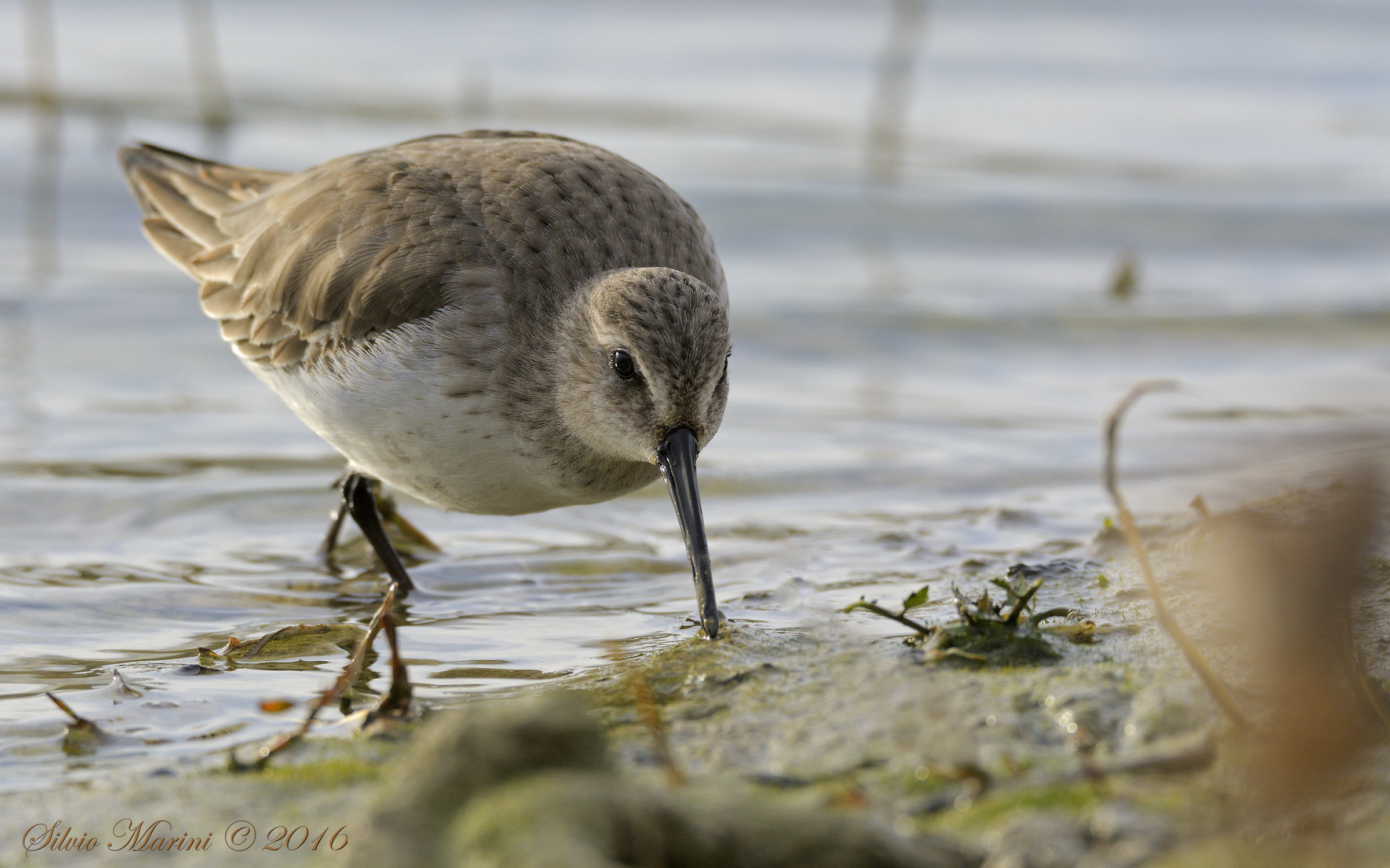 Dunlin (Calidris alpina)