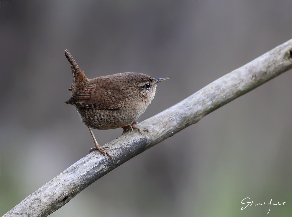 Wren