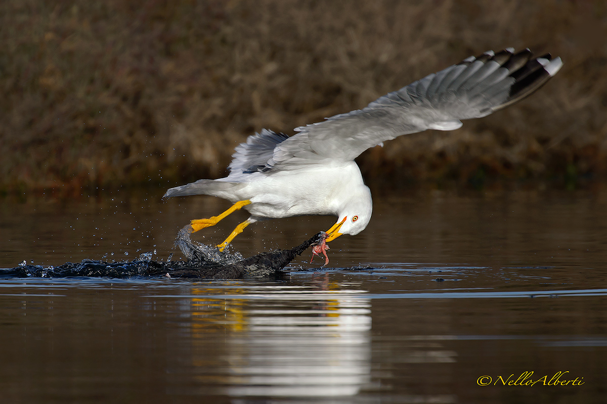 il gabbiano Killer scatto in sequenza !
